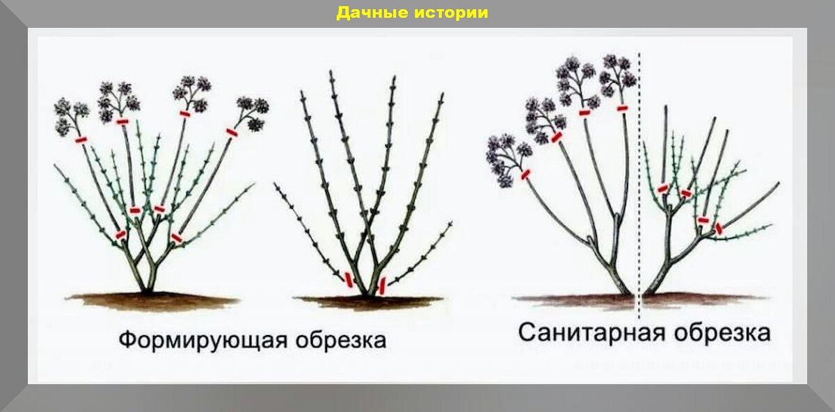 Как обрезать гортензию фото Уход за метельчатой гортензией весной: как правильно обрезать и сажать весной ме