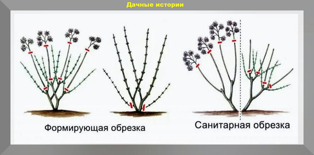 Обрезка бобо. Обрезка метельчатой гортензии весной схема. Обрезка метельчатой гортензии схема. Обрезка метельчатой гортензии весной. Схема обрезки метельчатой гортензии.