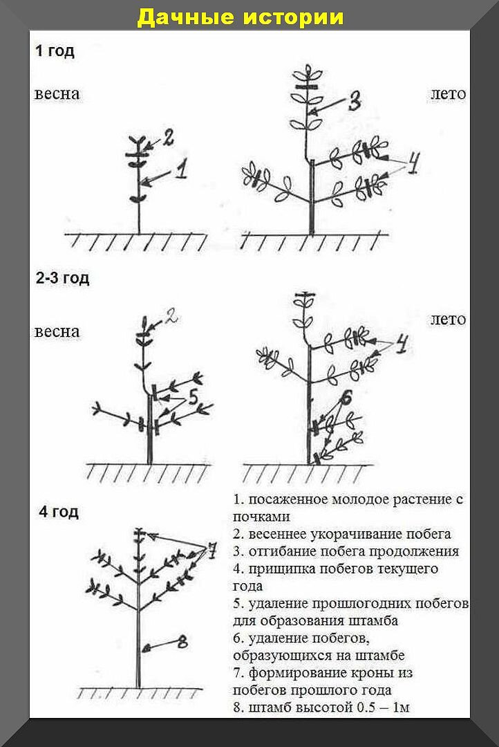 Формировка штамбовой гортензии. Обрезка штамбовой гортензии метельчатой. Обрезка гортензии метельчатой на штамбе. Формирование гортензии метельчатой на штамбе.