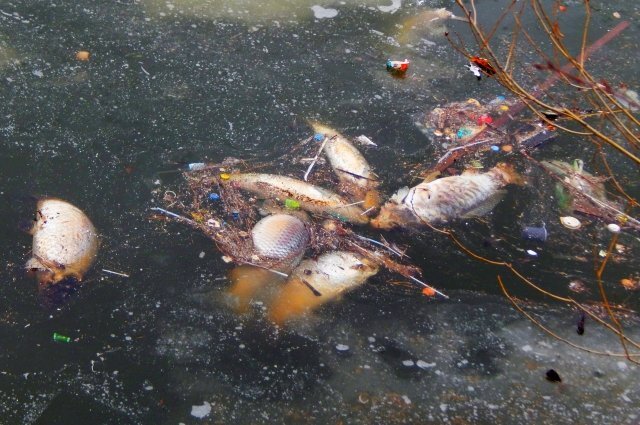    Горожане жалуются на массовую гибель рыбы в одном из водоёмов Екатеринбурга.
