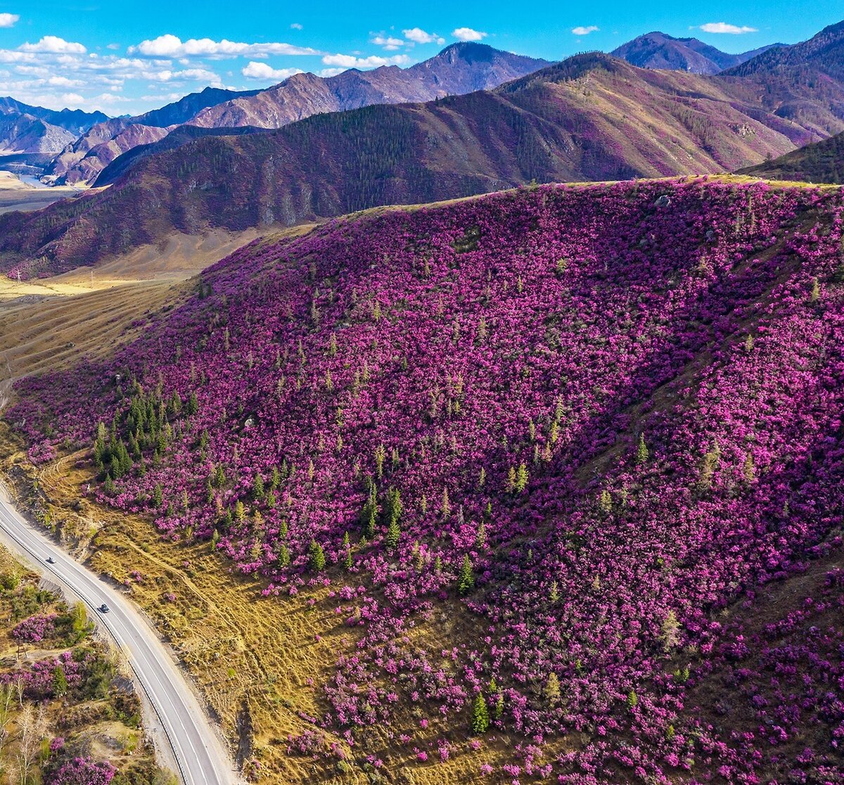 Цветущий маральник в горах Алтая