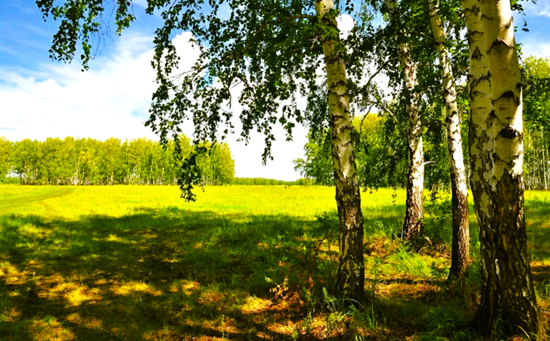 Чем полезен березовый сок для человека
