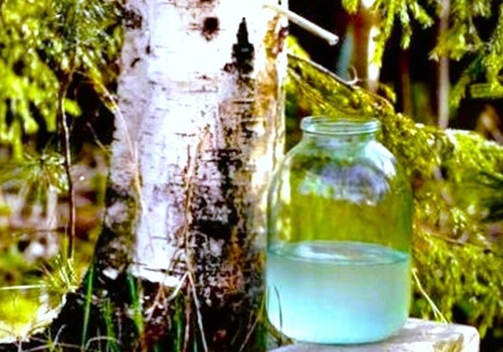 Чем полезен березовый сок. (Фото из открытых источников)