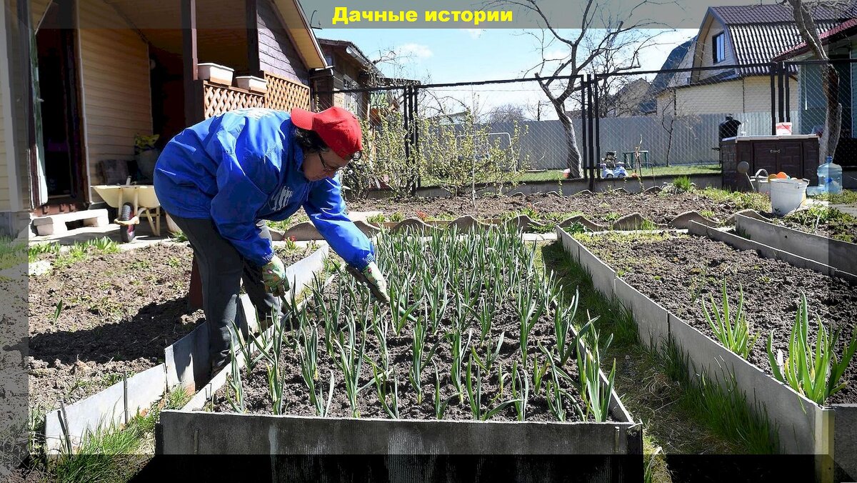 Апрельские огородные дела на даче: что самое важное нужно успеть сделать в  огороде в апреле и в каком порядке | Дачные истории | Дзен