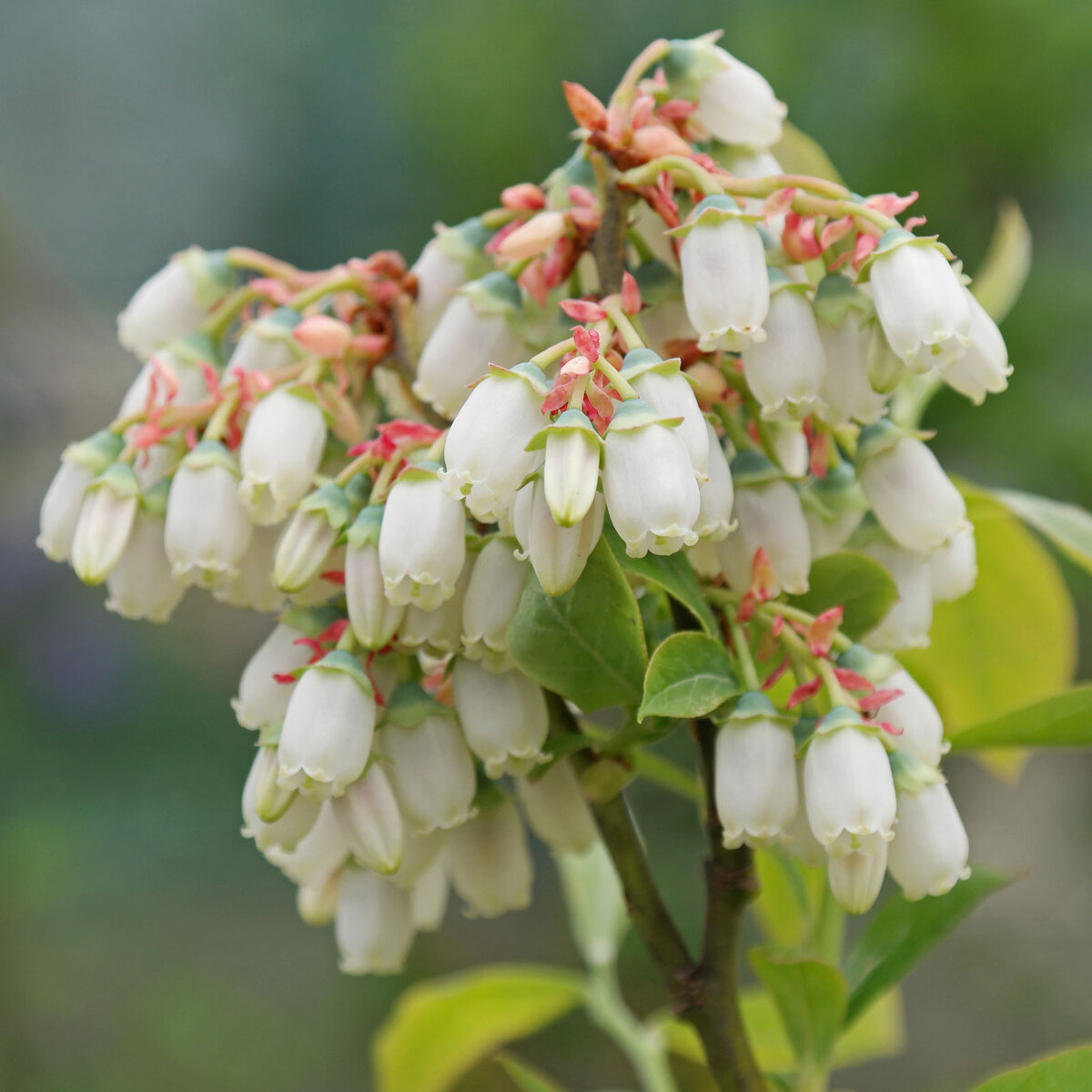 в целях иллюстрации