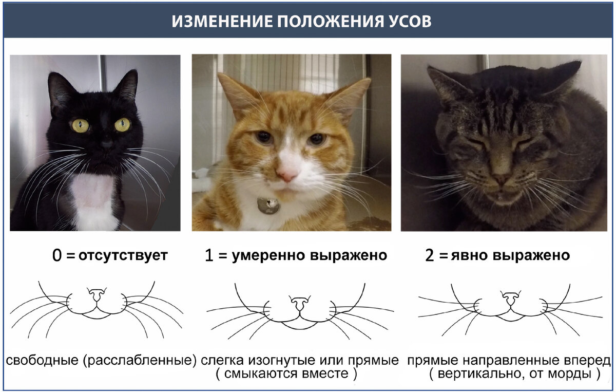 Определение кошки по фото онлайн
