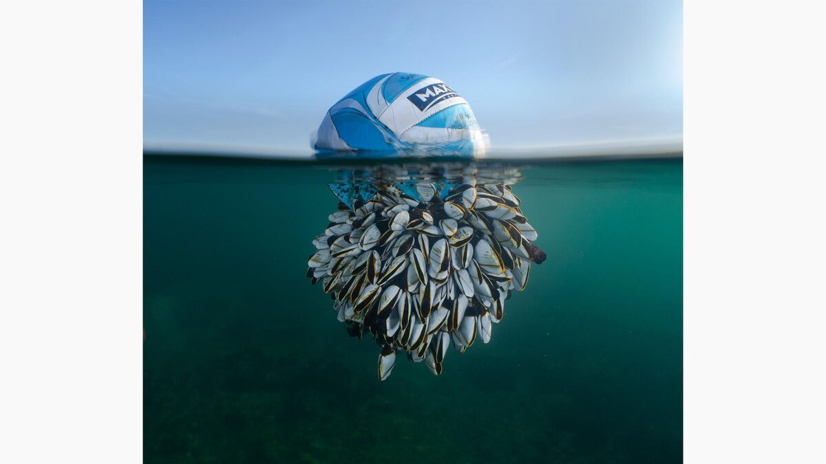 bwpawards.org📷Гран-при конкурса British Wildlife Photography Awards 2024 — «Океанский странник» — футбольный мяч, покрытый ракушками ниже ватерлинии. Фотограф: Райан Сталкер