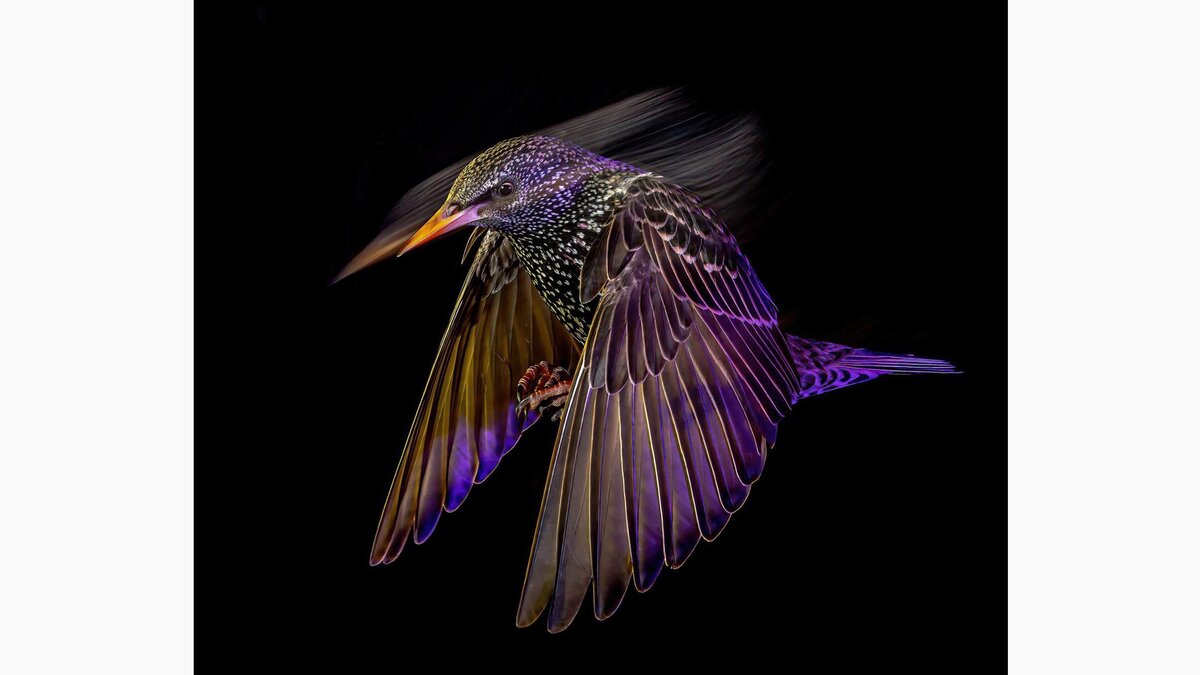 bwpawards.org📷Победитель в номинации «Портреты животных» — «Скворец ночью». Фотограф: Марк Уильямс. Великобритания