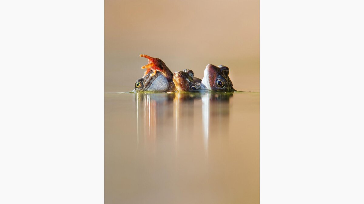 bwpawards.org📷Победитель в номинации «Поведение животных» — «Объятия трех лягушек». Фотограф: Ян Мейсон. Шотландия