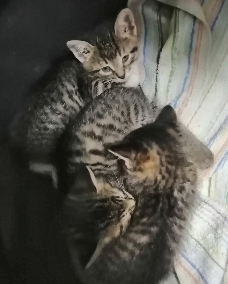 Вася, Веня и Кнопа❤️❤️❤️