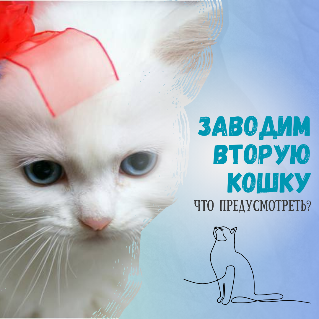 Заводим вторую кошку. Что предусмотреть?: sestratk — LiveJournal