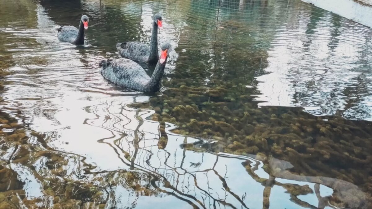     Источник: 1MI