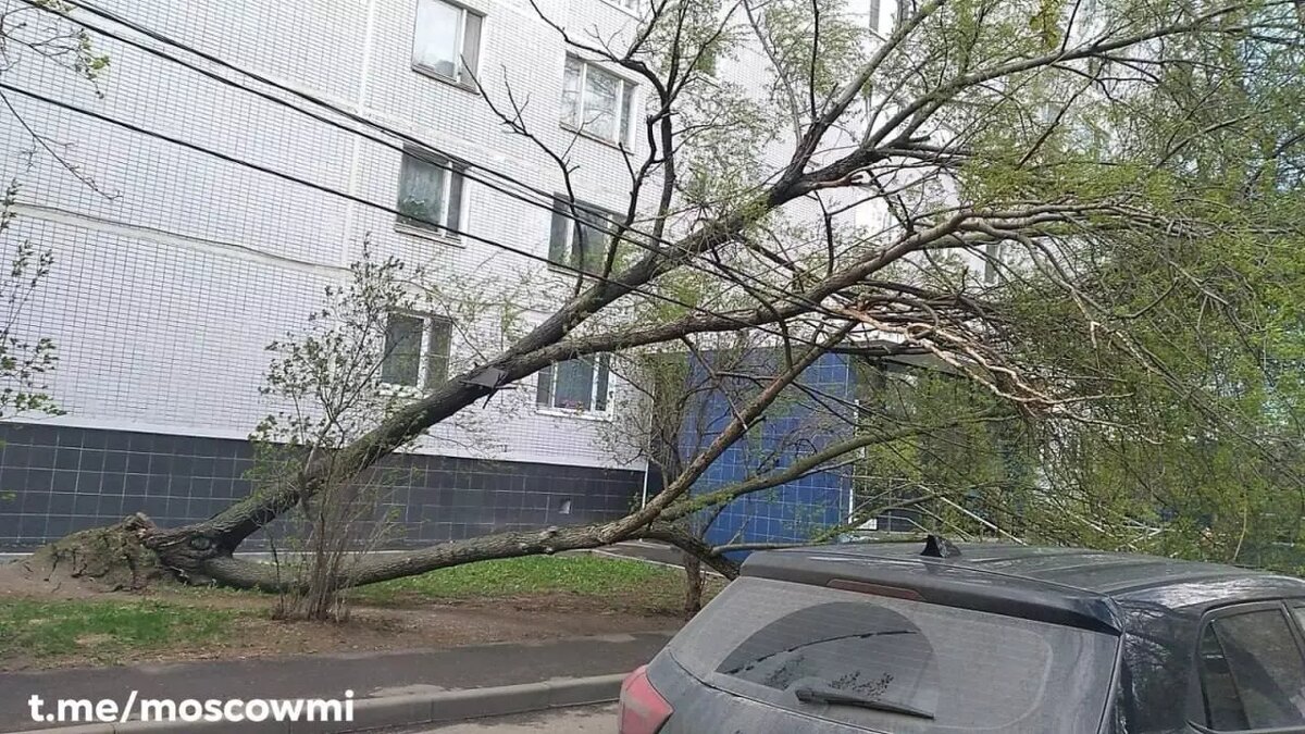 Ураганный ветер в Москве: жителей просят без необходимости не выходить на  улицу | НОВЫЕ ИЗВЕСТИЯ | Дзен