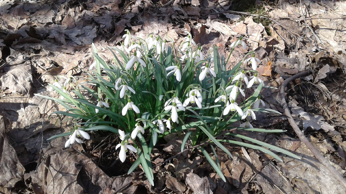Цветение галантуса в Главном Ботаническом саду РАН. Фото Кадыровой Л.Р.