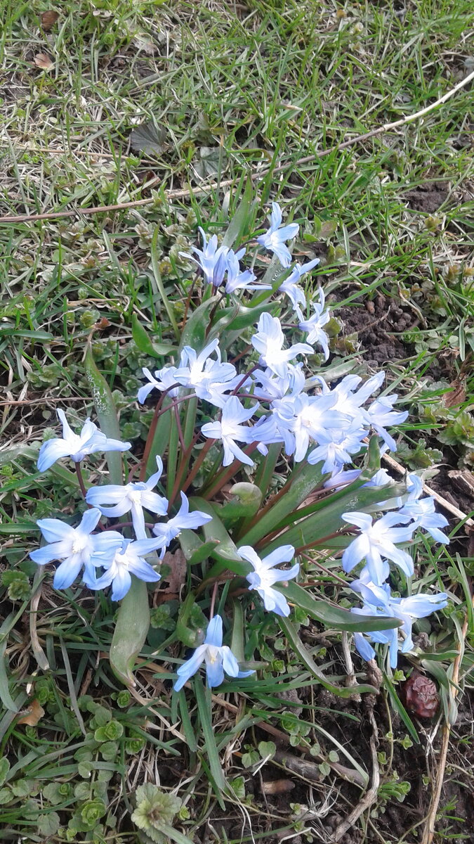 Пролеска. Главный Ботанический сад РАН. Фото Кадыровой Л.Р.