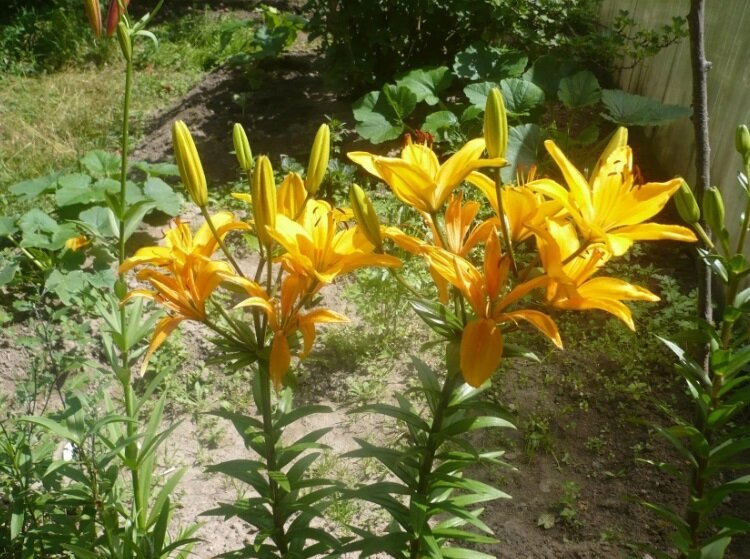 Клумба на даче. Вторая половина лета | Только свое мнение | Дзен