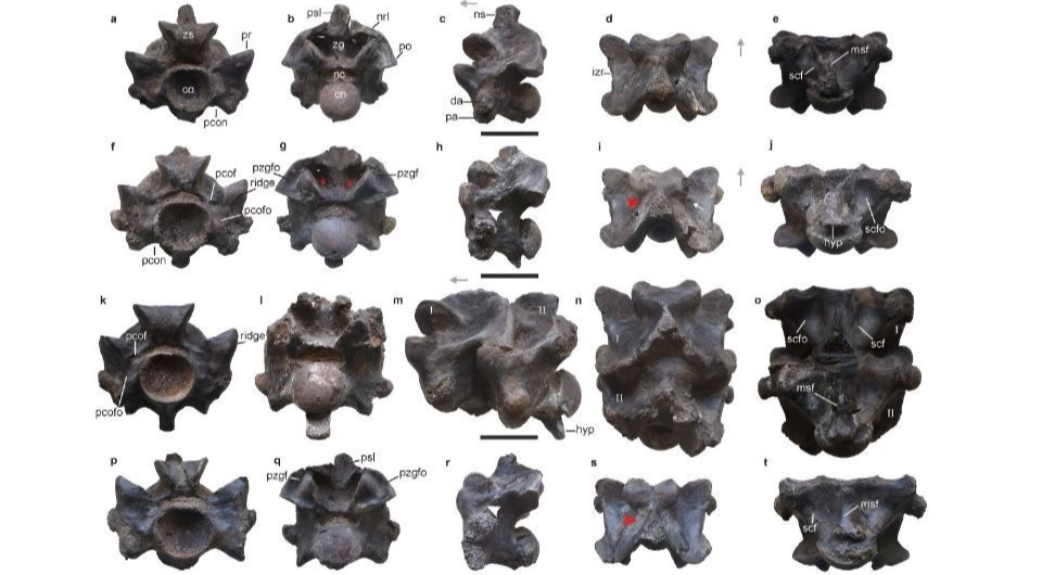   Debajit Datta and Sunil Bajpai / Scientific Reports, 2024