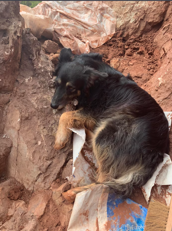 Пёс по кличке Маффин, который принял участие в раскопках)