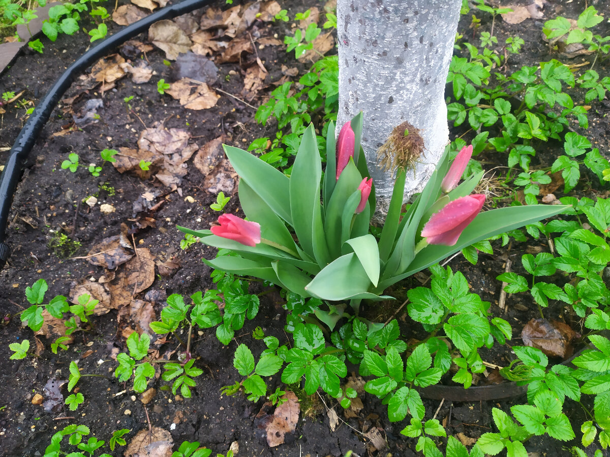 Вот первые тюльпанчики и сныть, куда ж без нее