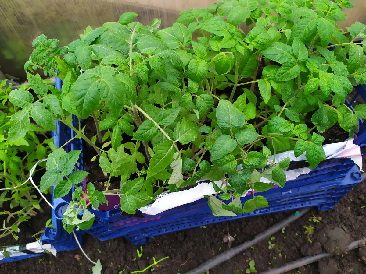 Это высокорослые томаты