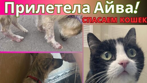 Рутуб кошки. Рутуб кошки. Кот балбес. Полосатый породистый кот. Рутуб кошки.