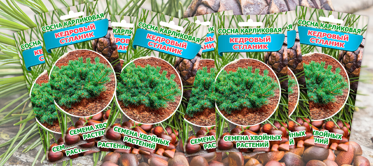 Семена кедрового стланика
