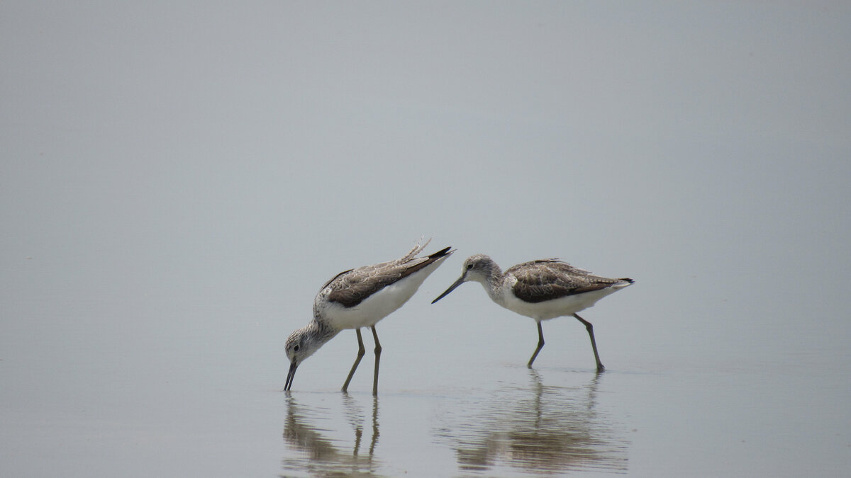 Большой улит