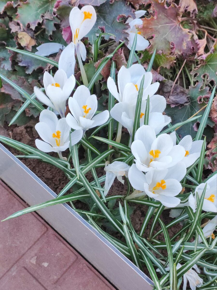 фото с моего участка, белые крокусы.