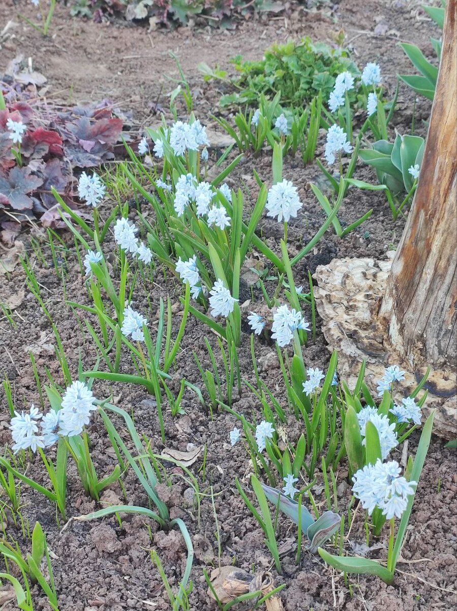 Пушкиния, очень хорошо разрастается.