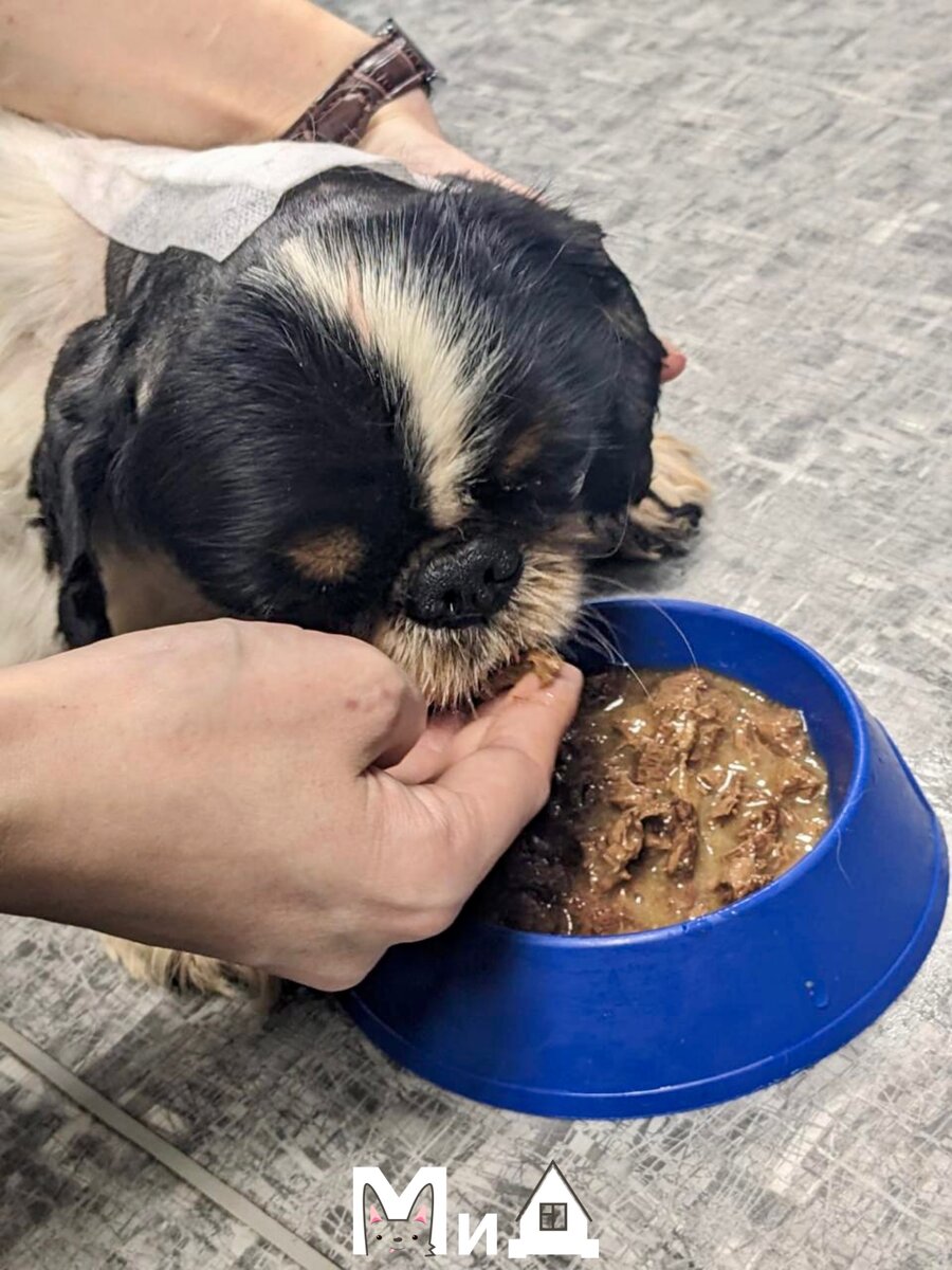 Жаклин кушает влажный корм под контролем врачей