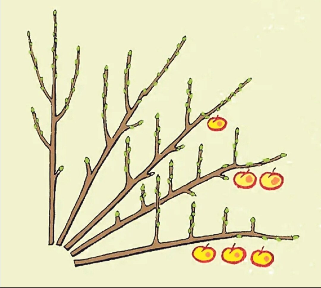 Вот как раз очень популярная в учебниках по плодоводству картинка . Показывающяя зависимость уровня отклонения ветви от вертикали, чем горизонтальнее растёт ветка, тем на ней больше урожая, чем вертикальнее тем соответственно урожая будет меньше. 