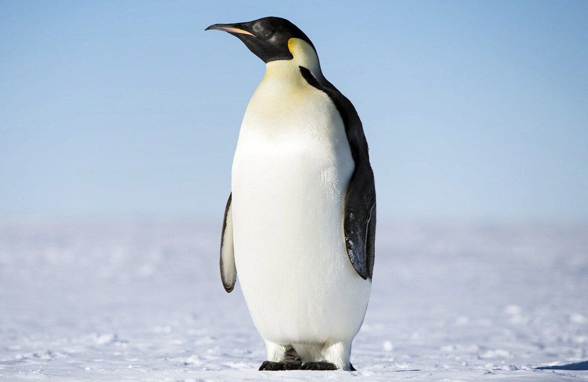 Этот красавец пингвин тоже из Яндекс Картинок.