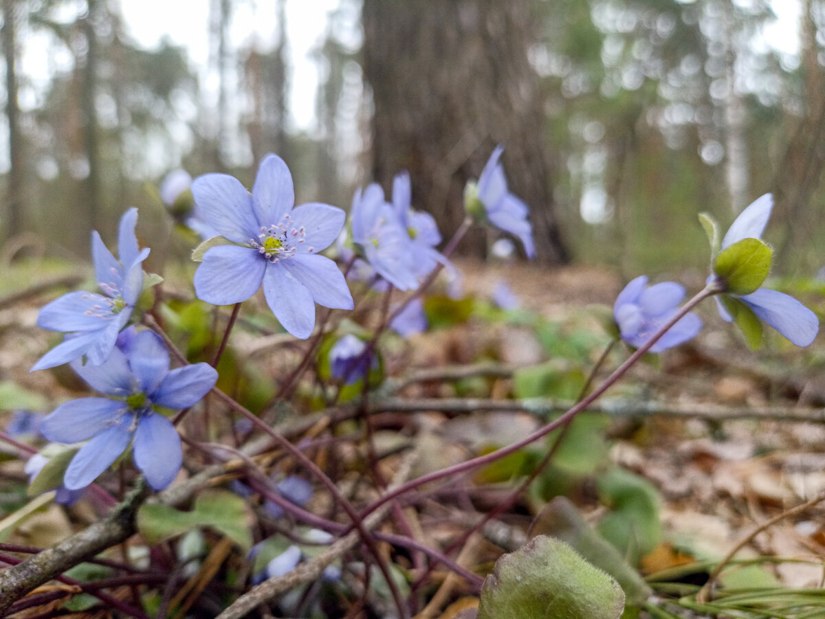 Печёночница и пасмурный день
