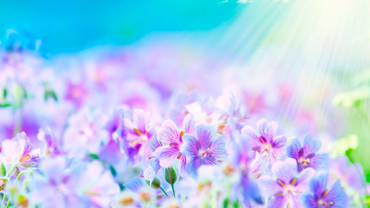 изображение взято на  catalog-photo.ru
