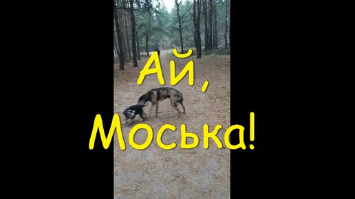 Ай, Моська, знать она сильна!