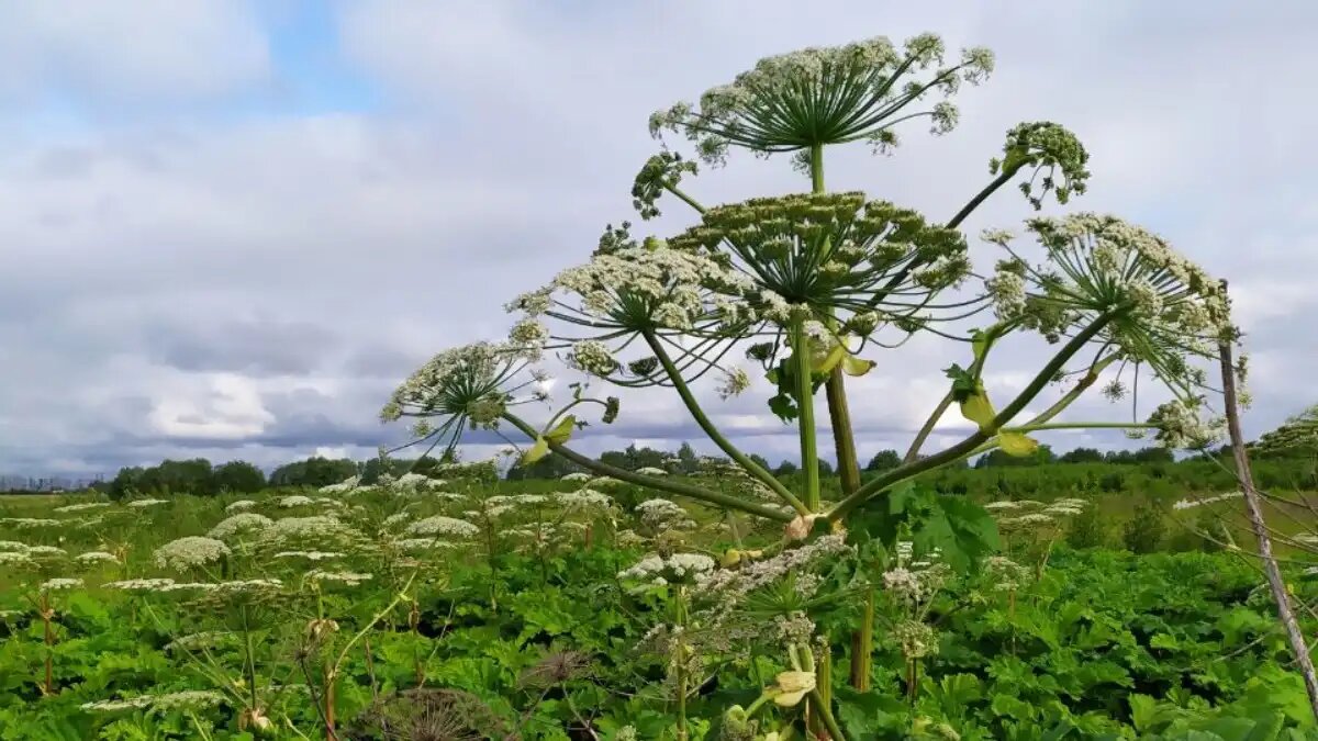  Фото:© Дмитрий Костюкевич / Glavagronom.ru
Владельцев участков с борщевиком в Вологодской области будут штрафовать
