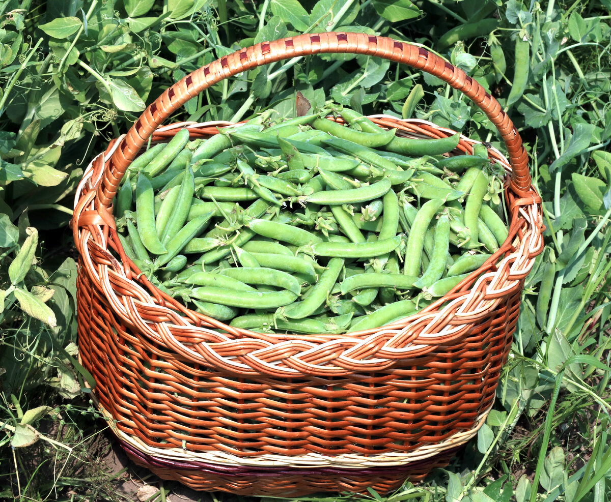 из свободных источников