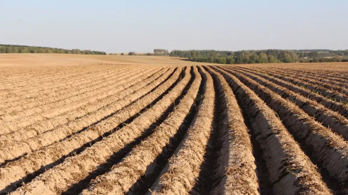 Фото:© Владимир Исаенко / Glavagronom.ru В 2023 году эксперты назвали картофель одной из самых рентабельных культур