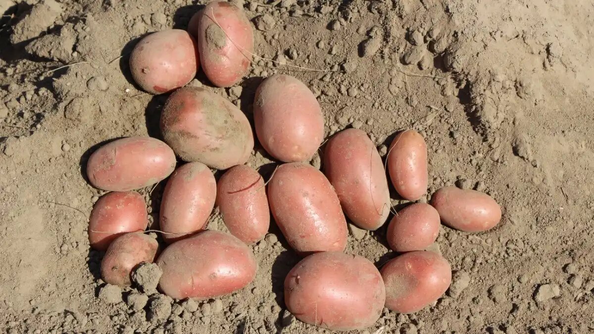 Фото:© Владимир Исаенко / Glavagronom.ru Опыты по внедрению капельного полива картофеля проводились на сортах Романо и Рокко