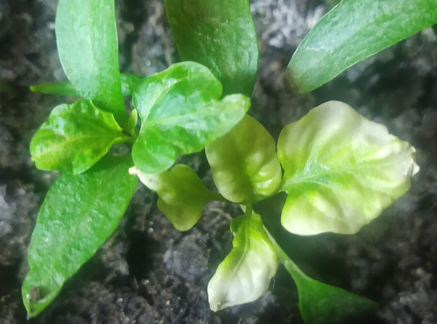 Вот такие были листья, сейчас ситуация улучшилась