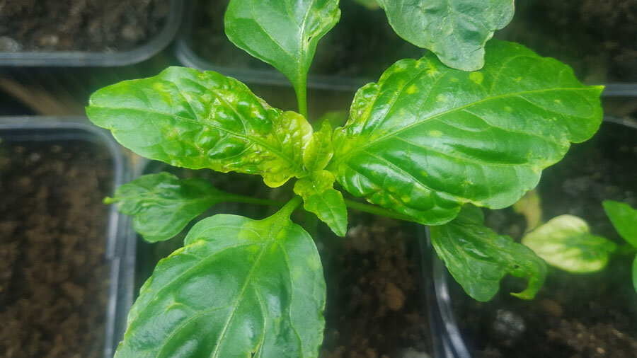 Тут видно, как лист снова зазеленел, но он какой-то бугристый