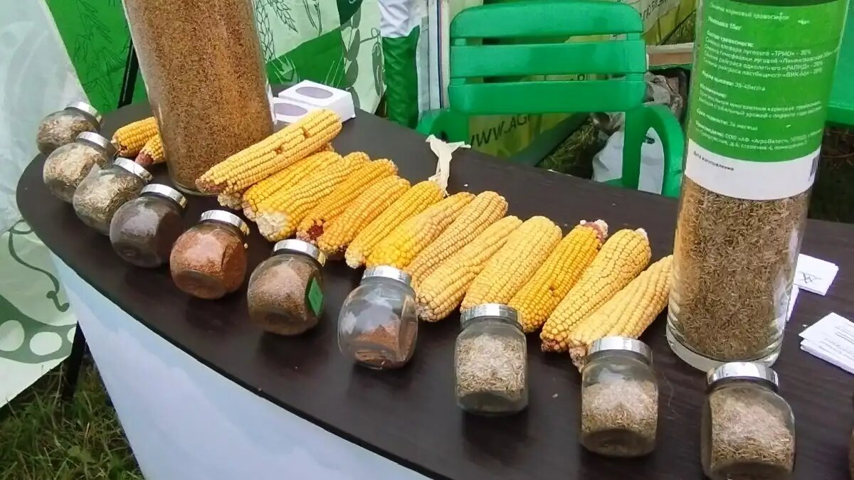 Фото:© Николай Петроченко / Glavagronom.ru Все чаще приходится использовать отечественные семена, которые менее эффективны