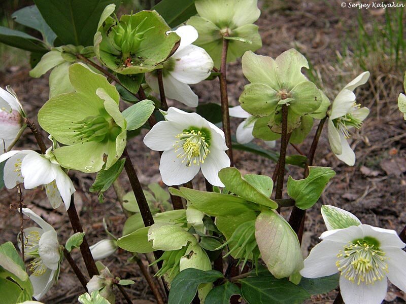 Морозник черный