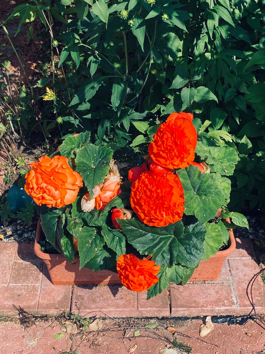 Бегония Априкот в августе. Везде фото автора.