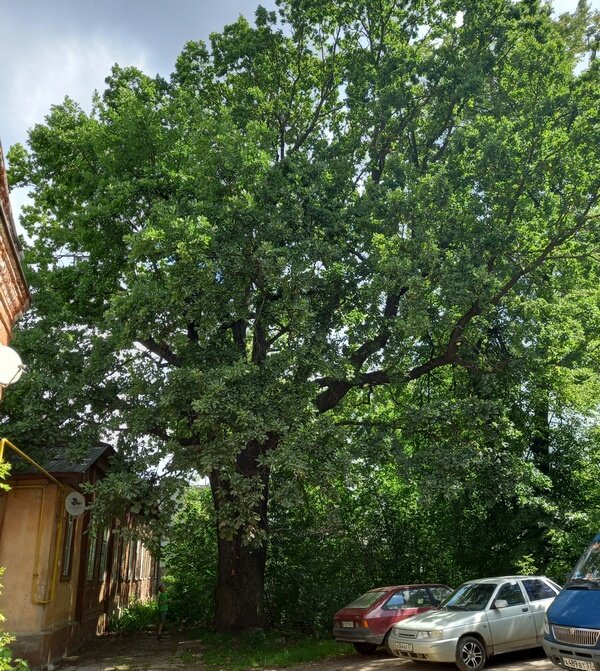    Зубковский дуб признан памятником живой природы