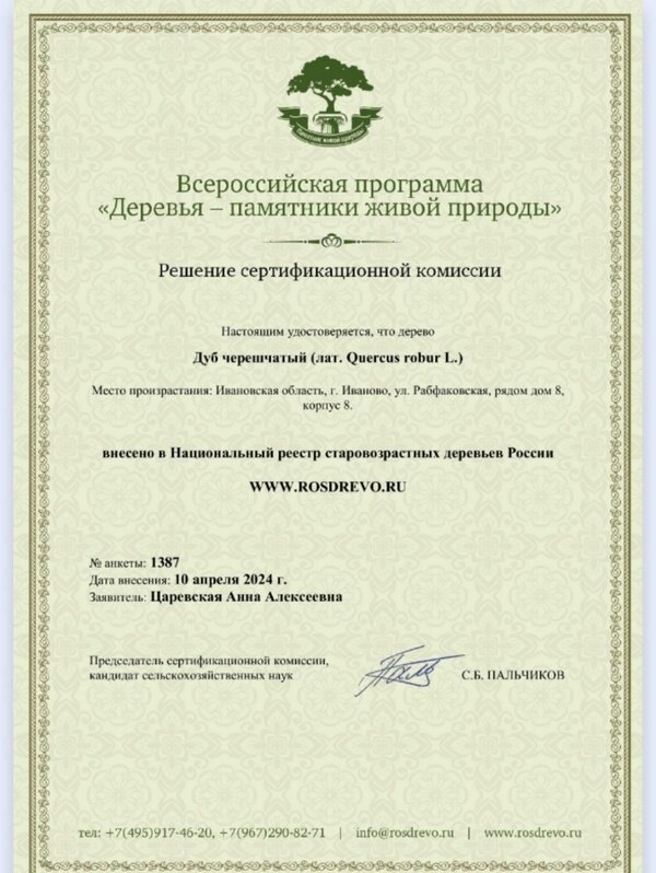    Зубковский дуб признан памятником живой природы