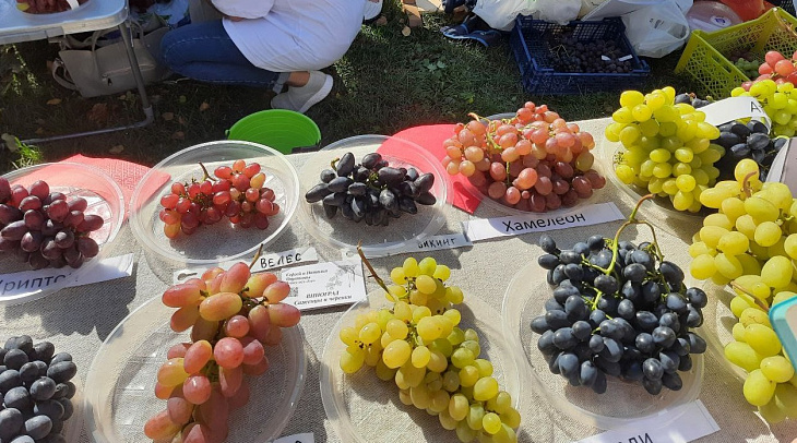 Курс на Север: чем алтайские виноградари удивили международного эксперта