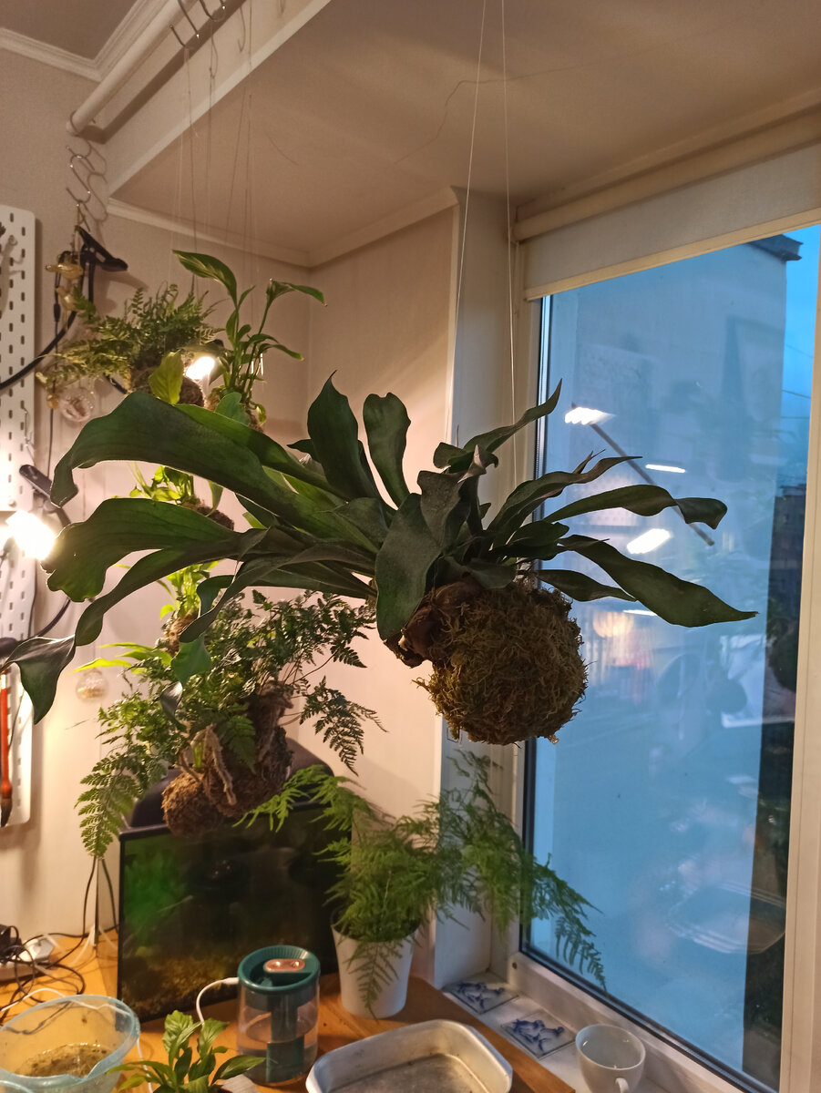 Платицериум Горыныч вначале был подвесным.