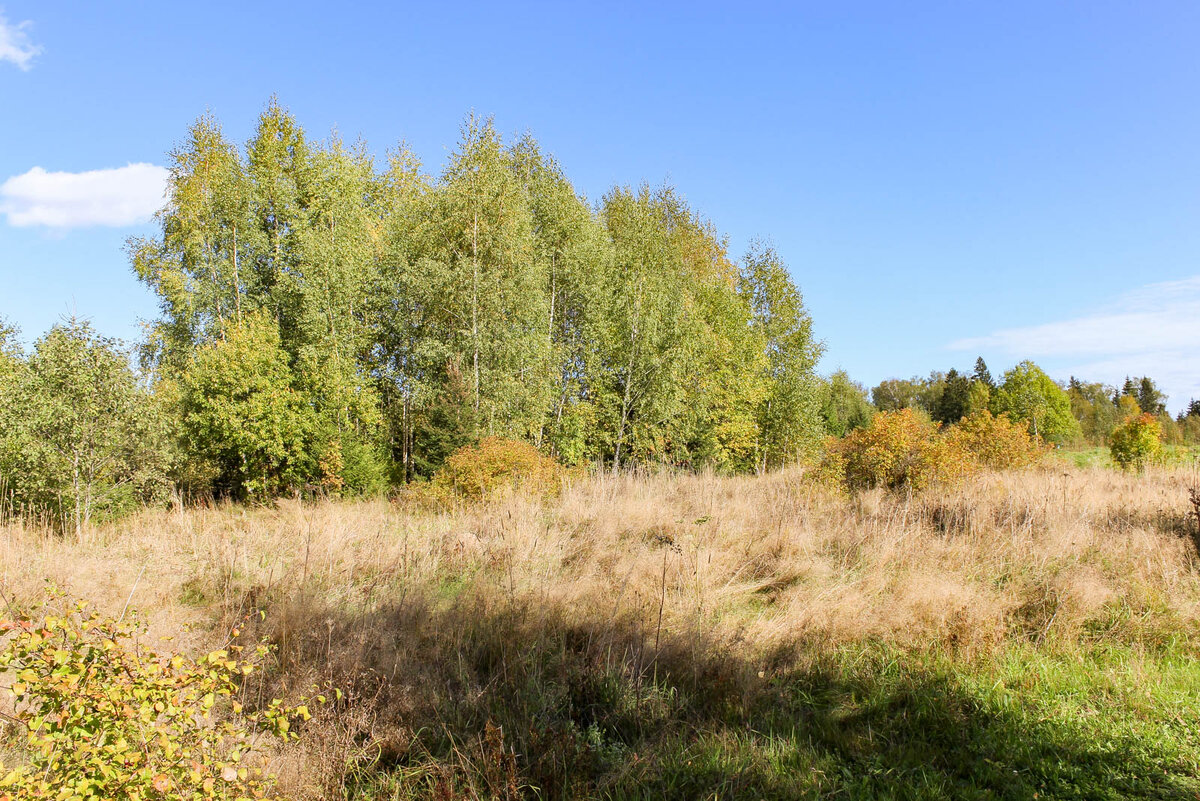 Усадьба Шахматово. Мое фото из той самой поездки.