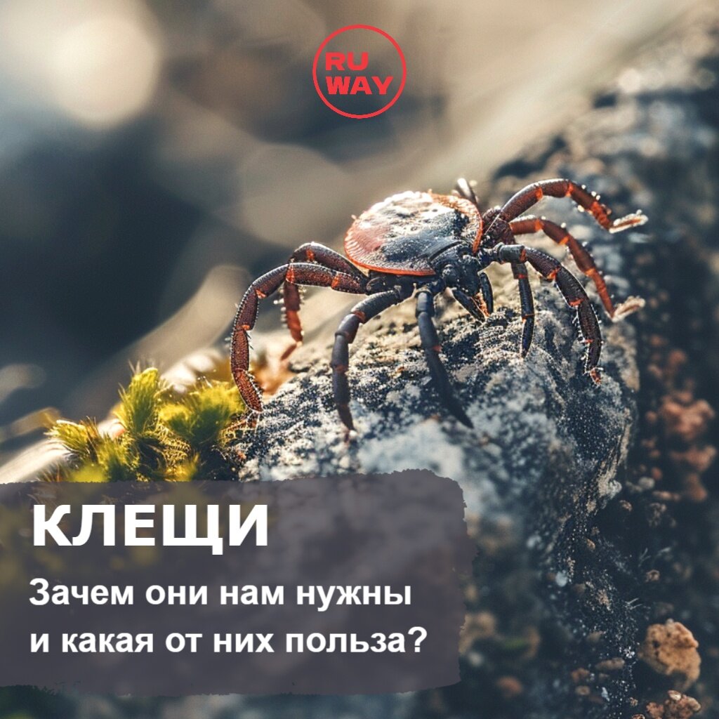 Зачем в природе нужны клещи? Какая от них польза? Кто их ест? | RUWAY | Дзен